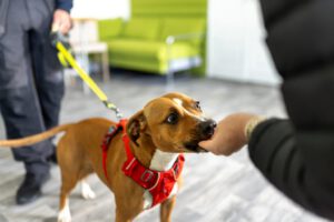 Want pet parents to pick up new products? Offer a sample